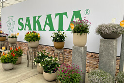 Sakata - novelty corner