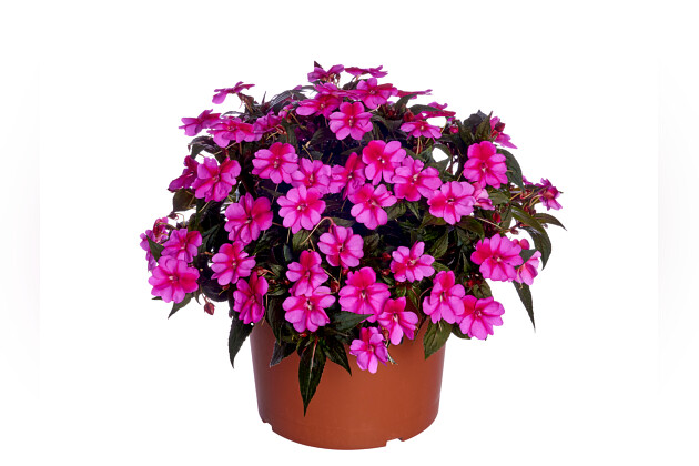 SunPatiens Compact Paars Candy Imp.
