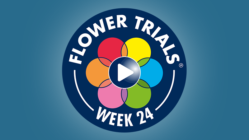 Watch FlowerTrials® Live