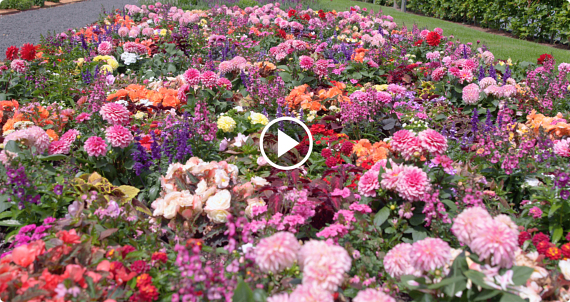 FlowerTrials 2022 - Aalsmeer Region