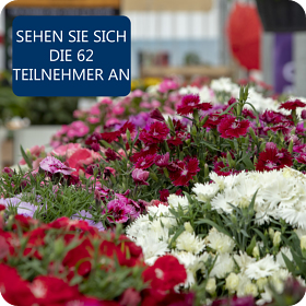 Schauen Sie sich die teilnehmer an