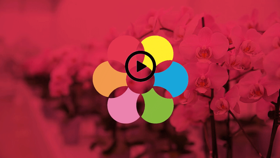 FlowerTrials