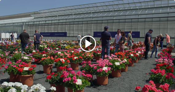FlowerTrials 2022 - Westland Region