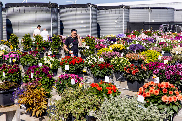 Beekenkamp at FlowerTrials&reg; 2025