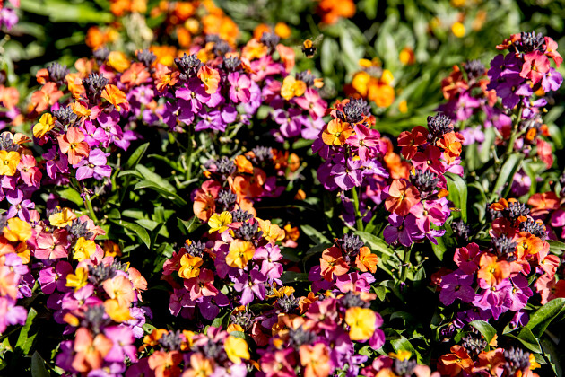 FlowerTrials&reg; 2025
