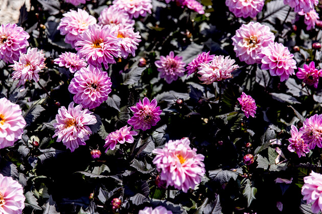 FlowerTrials&reg; 2025