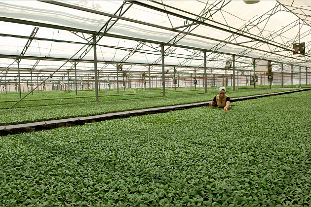 Hishtil - Rooted trays