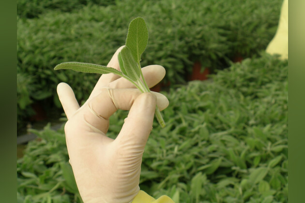 Hishtil - Salvia cutting from our mother stock