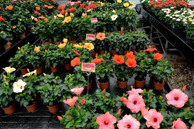 Agriom - Hibiscus Sunny Cities