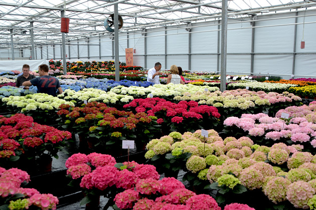 Agriom - Hydrangea trials HBA