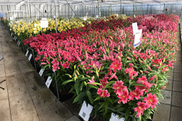 VWS Export - Import of Flowerbulbs - Test Greenhouse