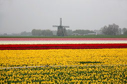 VWS Export - Import of Flowerbulbs - Flowering tulip fields