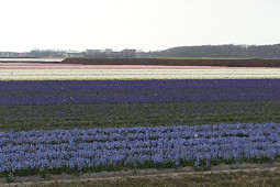 VWS Export - Import of Flowerbulbs - Flowering Hyacinthus fields