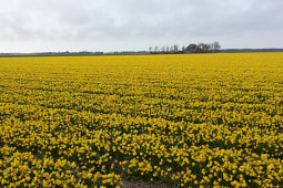 VWS Export - Import of Flowerbulbs - Flowering Narcissus Fields