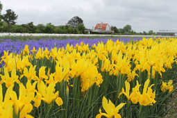 VWS Export - Import of Flowerbulbs - Flowering Iris Fields