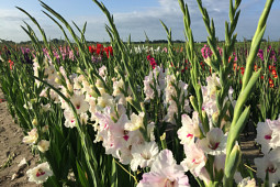 VWS Export - Import of Flowerbulbs - Flowering Gladiolus Fields