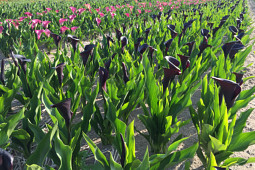 VWS Export - Import of Flowerbulbs - Flowering Zantedeshia Fields