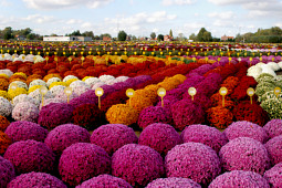 Gediflora
