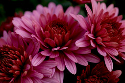 Gediflora