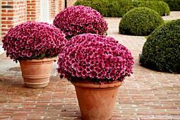 Gediflora