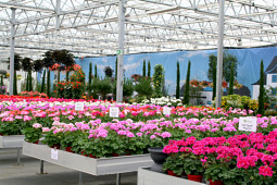 Endisch - Flower Trails - ein Blütenmeer...