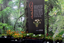 Hassinger Orchideen - Bellavallia