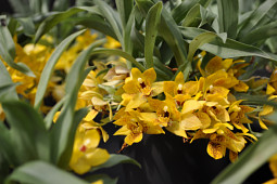 Hassinger Orchideen - Promenea