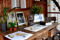 Hassinger Orchideen - Humoldt´s Ecke