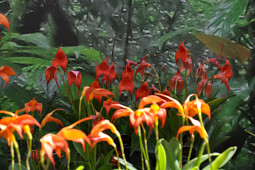 Hassinger Orchideen - Bellavallia