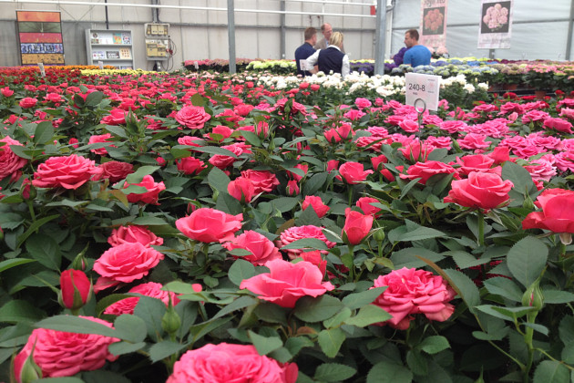 Agriom - Pot roses from Difference Roses