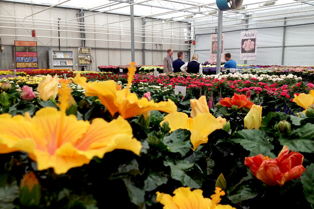 Agriom - Sunny Cities Hibiscus at Agriom