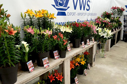 VWS Export - Import of Flowerbulbs - FlowerTrials 2016