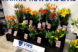 VWS Export - Import of Flowerbulbs - FlowerTrials 2016