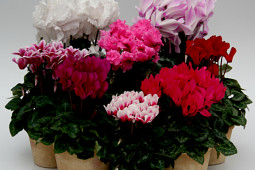 Varinova Operations BV - Cyclamen Varinova