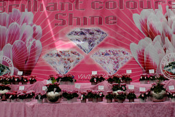 Varinova Operations BV - Shine Brilliant Colours 