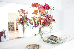 Hassinger Orchideen - Sunrise Varieties