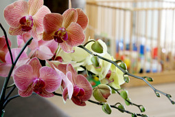 Hassinger Orchideen - Sunrise Varieties
