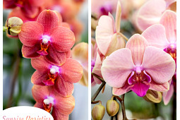 Hassinger Orchideen - Sunrise Varieties