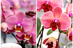 Hassinger Orchideen - Sunrise Varieties