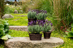 Butterfly Garden - ´Alexandra´