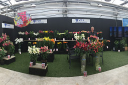 VWS Export - Import of Flowerbulbs - Flowertrials 2017