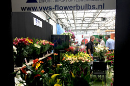 VWS Export - Import of Flowerbulbs - Flowertrials 2017