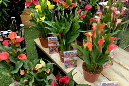 VWS Export - Import of Flowerbulbs - Flowertrials 2017
