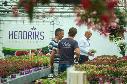 Hendriks Young Plants - Hendriks Young Plants - Flower Trials 2017