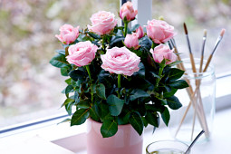 Roses Forever - Pot roses - Princess of Infinity®