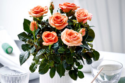 Roses Forever - Pot roses - Roses Forever® Maasland Gold™