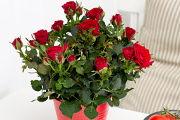 Roses Forever - Pot roses - Roses Forever® Moscow by Night™