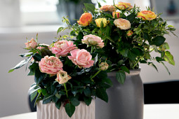 Roses Forever - Pot roses - I am Different®