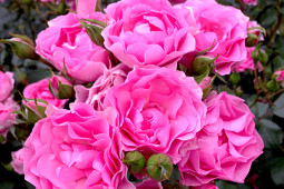 Roses Forever - Plant’n’relax® I am Grateful™
