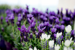 Butterfly Garden - Lavandula stoechas